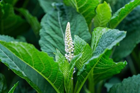 white flower among green leavesの写真素材