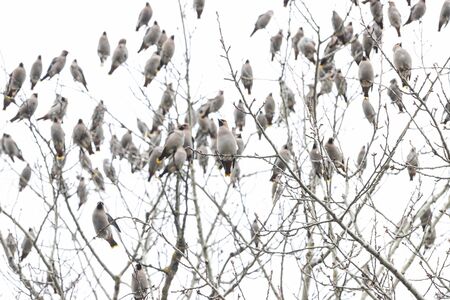 flock of waxwings sit on top of a tree , wildlifeの写真素材