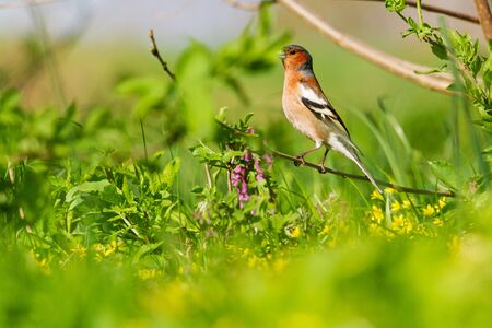 finch among spring flowers and green grassの写真素材