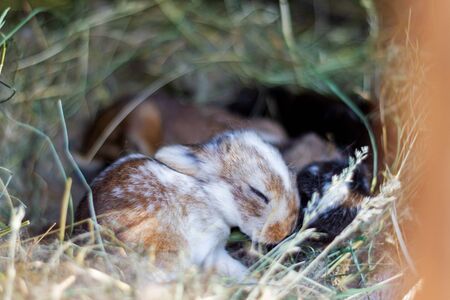 little rabbit sleep in the nest, spring natureの写真素材