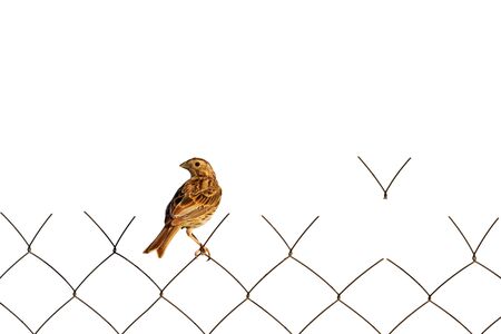 symbol of freedom lonely bird sitting on a gridの写真素材