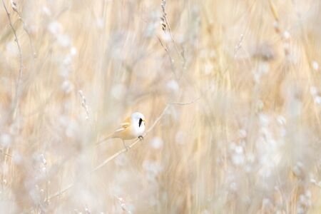 little bird sits among spring shoots of seals, spring periodの写真素材