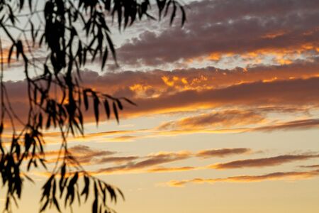 morning landscape willow leaves and clouds, spring periodの写真素材