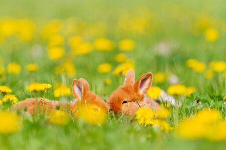 red little rabbits among a field of dandelions, spring period
