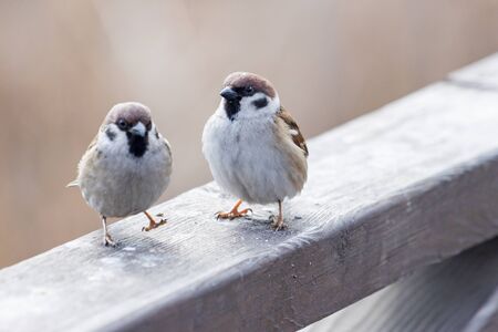 two funny birds are sitting on a wooden fence, spring periodの写真素材