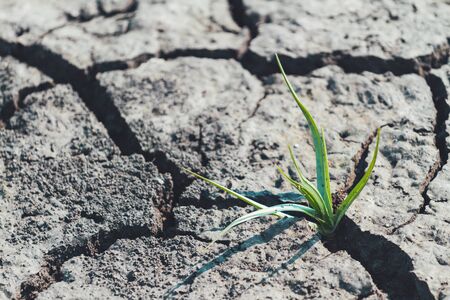sprout is born among dry cracked earth