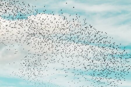 huge flock of birds flies in the skyの写真素材