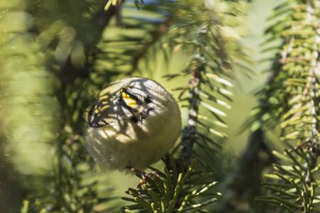 Goldcrest in the shade of green branches of spruceの写真素材