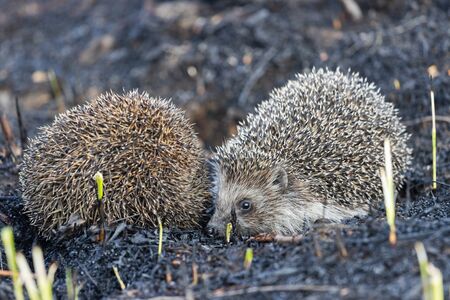 two hedgehogs lurking on the groundの写真素材