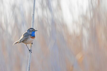 Bluethroat bird sitting on a reedの写真素材