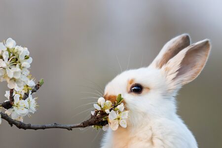 cute white rabbit eating plum tree flowers