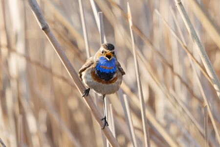 beautiful bird sings sitting on a reedの写真素材