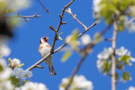 goldfinch sitting among the branches of a flowering tree