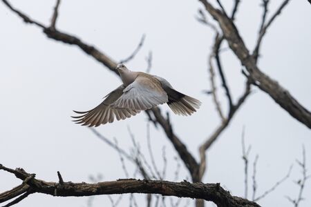Turtle dove flies flying into branches, wildlifeの写真素材