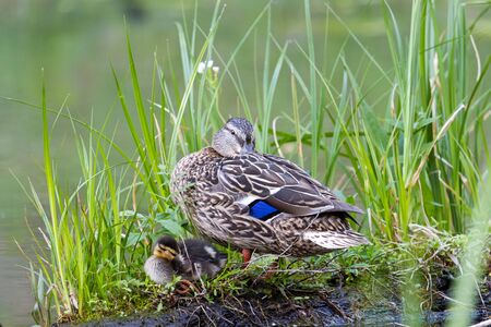 mom duck and little duckling sleep on a bump, wildlifeの写真素材