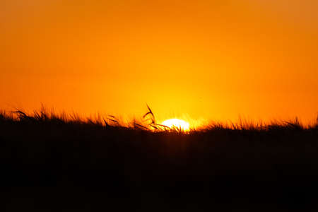 silhouette of Cereal field at sunsetの写真素材