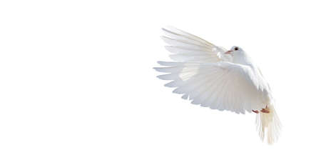 white dove flying isolated on whiteの写真素材