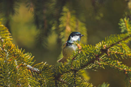 beautiful bird in the forest among the spruce needlesの写真素材