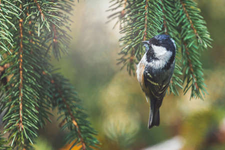 black titmouse hanging among spruce branchesの写真素材