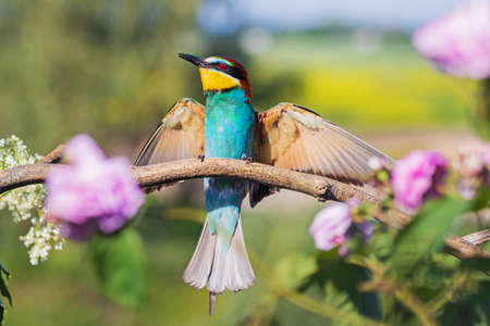 beautiful bird of paradise bee-eater spread its wings