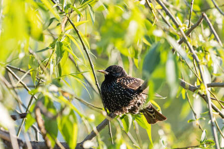 black bird starling sits among luscious greeneryの写真素材