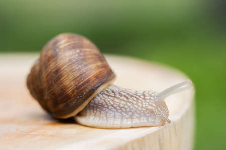 snail crawling on a wooden round boardの写真素材