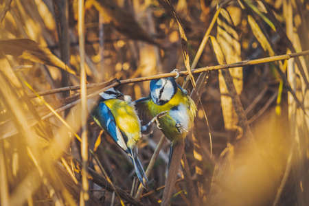 two blue tits clash hanging on a reedの写真素材