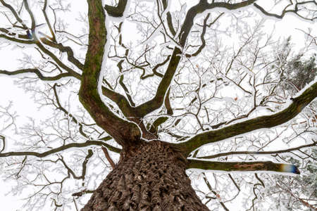 snow-covered oak with a large crownの写真素材
