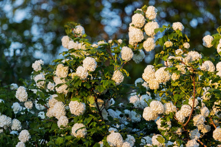 beautiful bush of white flowers in the spring morning , wildlifeの写真素材
