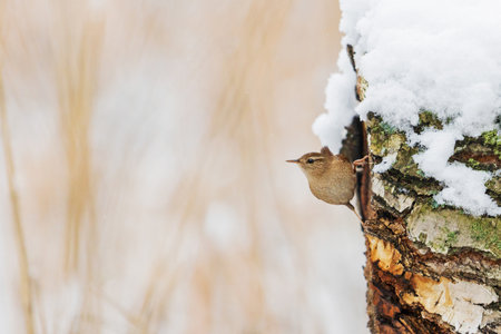 small bird wren sits on a snowy tree stump , wildlifeの写真素材