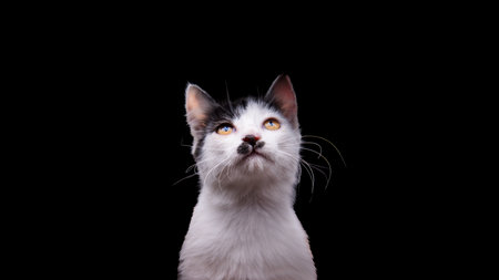 beautiful cat with long mustaches on a black background looks up