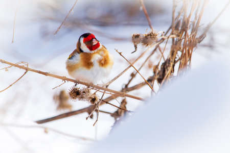 beautiful bird sitting on a burdock among the snowの写真素材