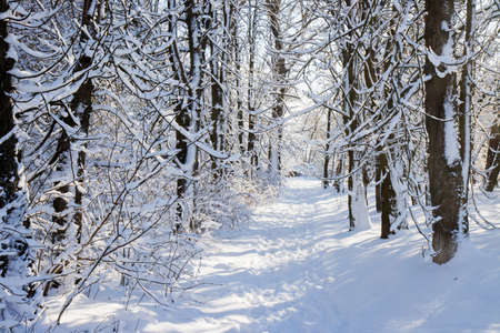 trail among snow covered trees