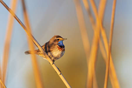 bluethroat sitting on a reed at sunriseの写真素材