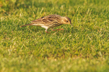 little gray bird looks at the grass with interestの写真素材