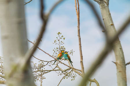 couple of beautiful birds sitting on a large treeの写真素材