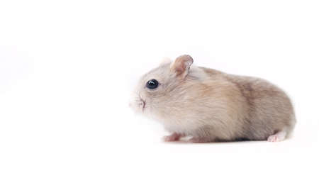 red hamster on a white backgroundの写真素材