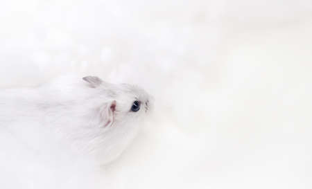 white hamster on a white backgroundの写真素材