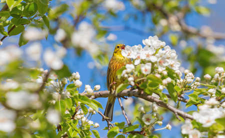 yellow bird among blooming flowers on a treeの写真素材