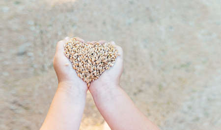 little girls hands hold grainの写真素材