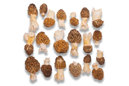 morels, mushrooms on a white plate, delicacy