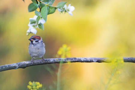 little sparrow among a blossoming treeの写真素材