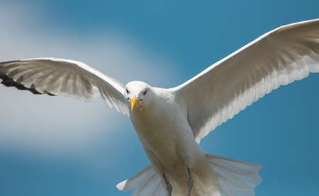 seagull flies and looks out for prey