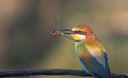 beautiful bird with a dragonfly in its beak