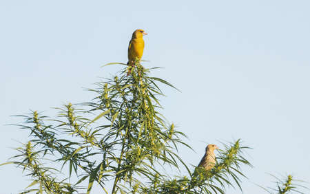 greenfinches sit on a hemp bushの写真素材