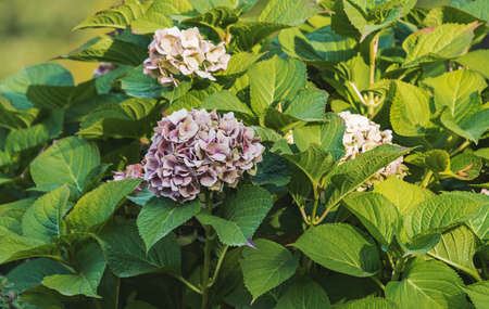 hydrangea flower among green leaves