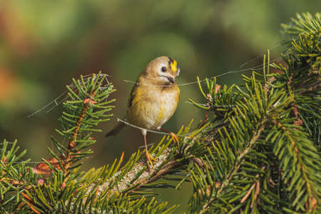 Goldcrest on a spruce branch among cobwebs with dew dropsの写真素材