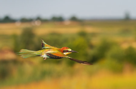 beautiful colored bird in flight, wild animalsの写真素材