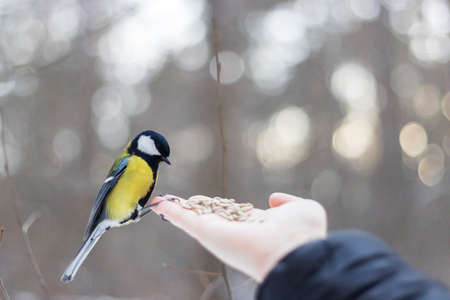 wild bird titmouse takes food from the girls handsの写真素材