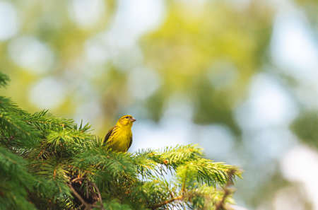 European serin sitting on a branch barelyの写真素材